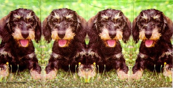 128 Dogs - 4-ply - sniff - Mauritius Images -Taschentuch